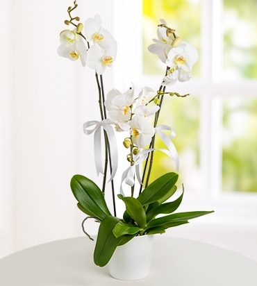 2 Dal Beyaz Orkide