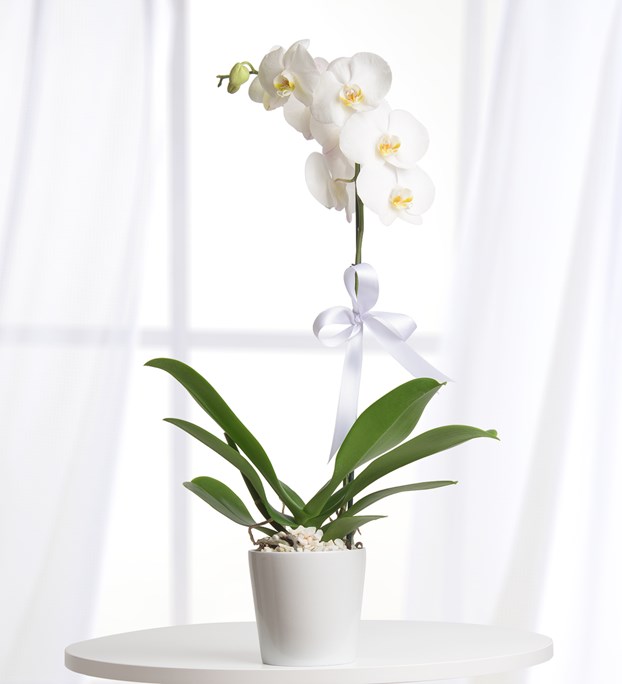 Tek Dal Beyaz Orkide